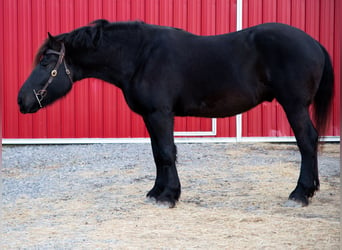 Percherón, Caballo castrado, 4 años, 175 cm, Negro