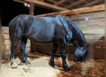 Percherón, Caballo castrado, 4 años, 175 cm, Negro