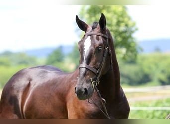 Percherón Mestizo, Caballo castrado, 4 años, 178 cm, Negro