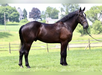 Percherón Mestizo, Caballo castrado, 4 años, 178 cm, Negro
