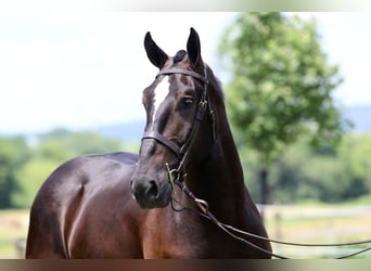 Percherón Mestizo, Caballo castrado, 4 años, 178 cm, Negro