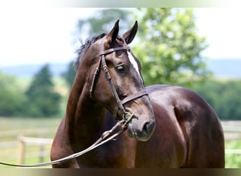 Percherón Mestizo, Caballo castrado, 4 años, 178 cm, Negro