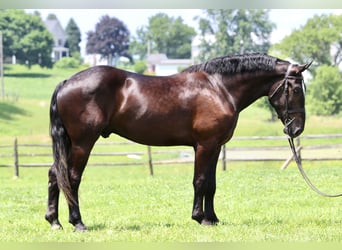 Percherón Mestizo, Caballo castrado, 4 años, 178 cm, Negro