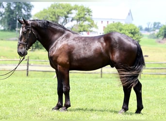 Percherón Mestizo, Caballo castrado, 4 años, 178 cm, Negro