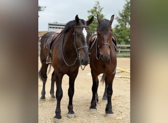 Percherón Mestizo, Caballo castrado, 4 años, 178 cm, Negro