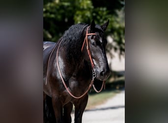 Percherón, Caballo castrado, 4 años, 188 cm, Negro