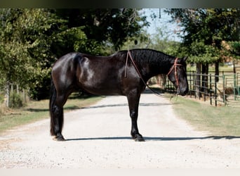 Percherón, Caballo castrado, 4 años, 188 cm, Negro