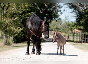 Percherón, Caballo castrado, 4 años, 188 cm, Negro