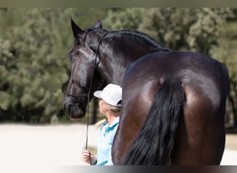 Percherón, Caballo castrado, 4 años, 188 cm, Negro