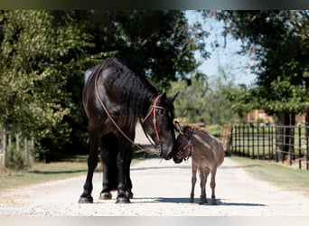 Percherón, Caballo castrado, 4 años, 188 cm, Negro