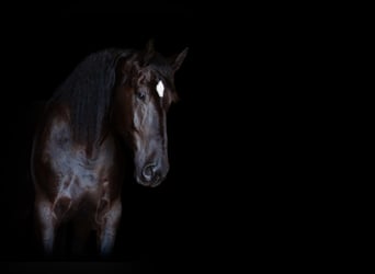 Percherón, Caballo castrado, 4 años, 188 cm, Negro