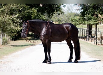 Percherón, Caballo castrado, 4 años, 188 cm, Negro