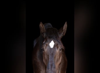 Percherón, Caballo castrado, 4 años, 188 cm, Negro