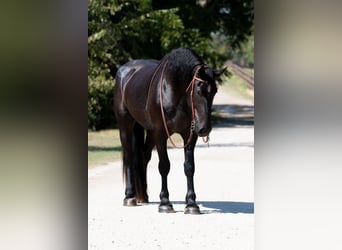 Percherón, Caballo castrado, 4 años, 188 cm, Negro