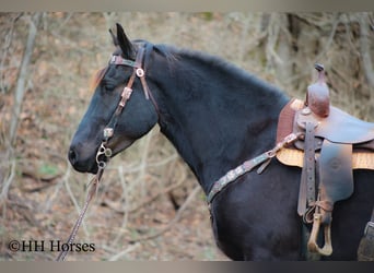 Percherón, Caballo castrado, 4 años, Negro