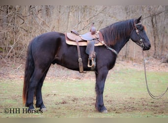 Percherón, Caballo castrado, 4 años, Negro