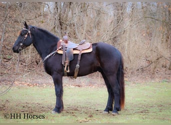 Percherón, Caballo castrado, 4 años, Negro