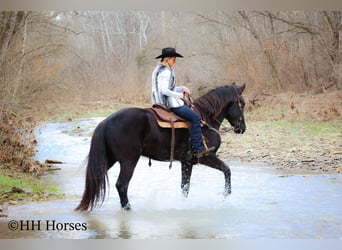 Percherón, Caballo castrado, 4 años, Negro