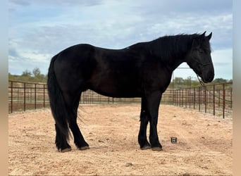 Percherón, Caballo castrado, 4 años, Negro