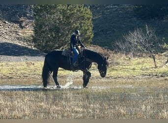 Percherón, Caballo castrado, 4 años, Negro