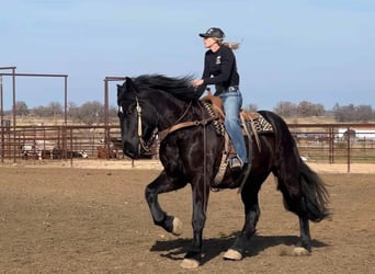 Percherón, Caballo castrado, 4 años, Negro