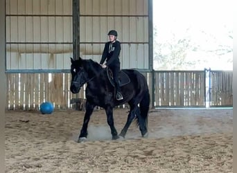 Percherón, Caballo castrado, 4 años, Negro