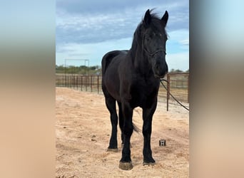 Percherón, Caballo castrado, 4 años, Negro