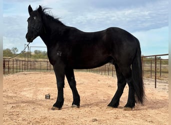 Percherón, Caballo castrado, 4 años, Negro