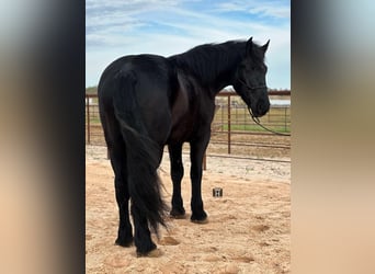 Percherón, Caballo castrado, 4 años, Negro