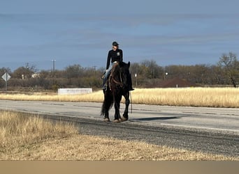 Percherón, Caballo castrado, 4 años, Negro