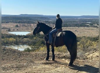 Percherón, Caballo castrado, 4 años, Negro