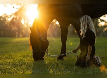 Percherón Mestizo, Caballo castrado, 4 años, Ruano azulado