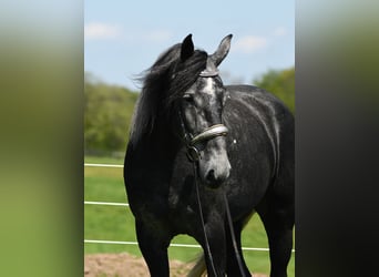Percherón Mestizo, Caballo castrado, 4 años, Tordo