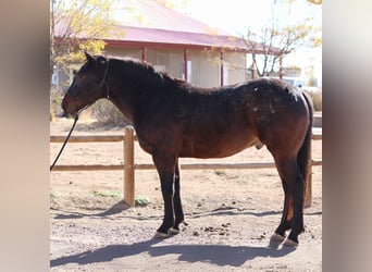 Percherón Mestizo, Caballo castrado, 5 años, 152 cm, Castaño rojizo