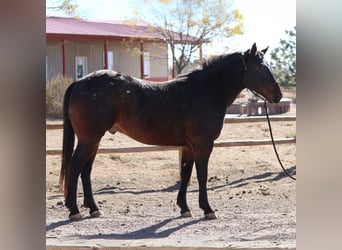 Percherón Mestizo, Caballo castrado, 5 años, 152 cm, Castaño rojizo