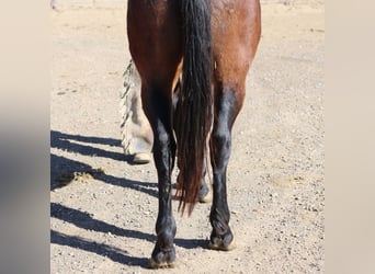 Percherón Mestizo, Caballo castrado, 5 años, 152 cm, Castaño rojizo