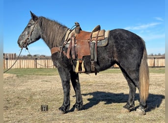 Percherón, Caballo castrado, 5 años, 152 cm, Tordo