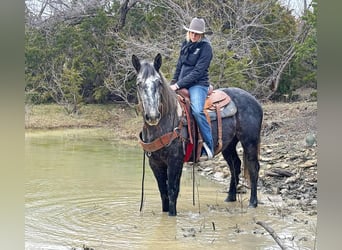 Percherón, Caballo castrado, 5 años, 152 cm, Tordo