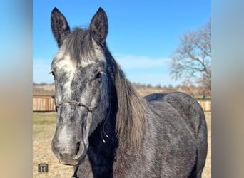 Percherón, Caballo castrado, 5 años, 152 cm, Tordo