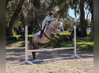 Percherón Mestizo, Caballo castrado, 5 años, 160 cm