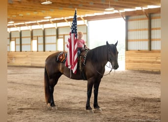 Percherón Mestizo, Caballo castrado, 5 años, 160 cm, Negro