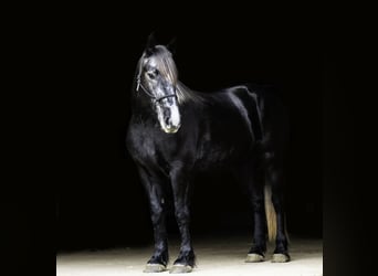 Percherón Mestizo, Caballo castrado, 5 años, 160 cm, Tordo