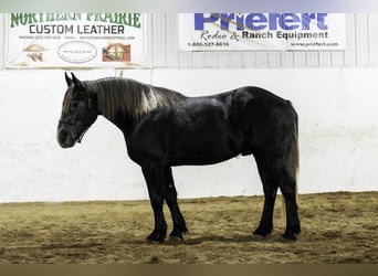 Percherón Mestizo, Caballo castrado, 5 años, 160 cm, Tordo