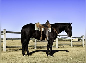 Percherón Mestizo, Caballo castrado, 5 años, 163 cm, Negro