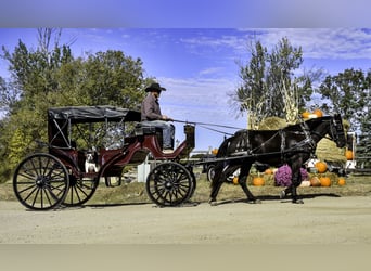 Percherón Mestizo, Caballo castrado, 5 años, 163 cm, Negro