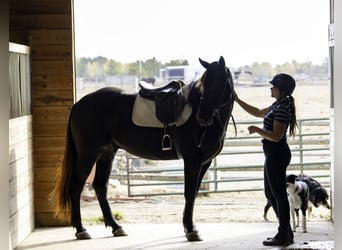 Percherón Mestizo, Caballo castrado, 5 años, 163 cm, Negro