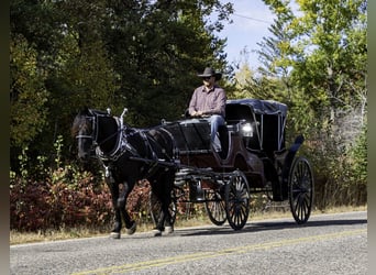 Percherón Mestizo, Caballo castrado, 5 años, 163 cm, Negro