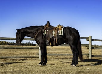 Percherón Mestizo, Caballo castrado, 5 años, 163 cm, Negro