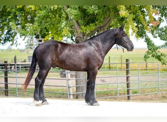 Percherón, Caballo castrado, 5 años, 163 cm, Negro