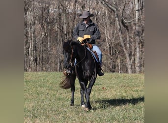 Percherón, Caballo castrado, 5 años, 163 cm, Negro